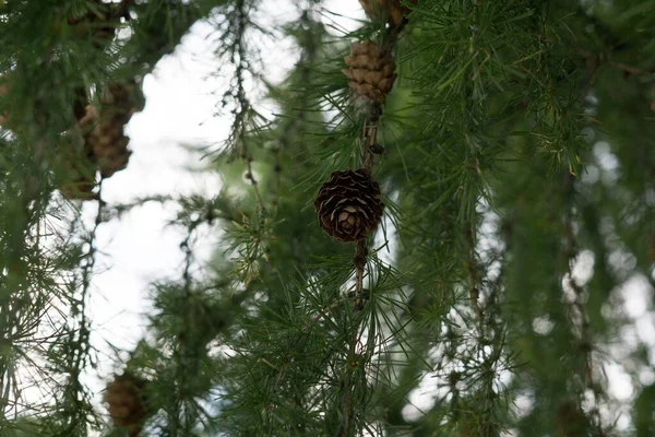 Dennenboom Met Kegels Als Achtergrond — Stockfoto