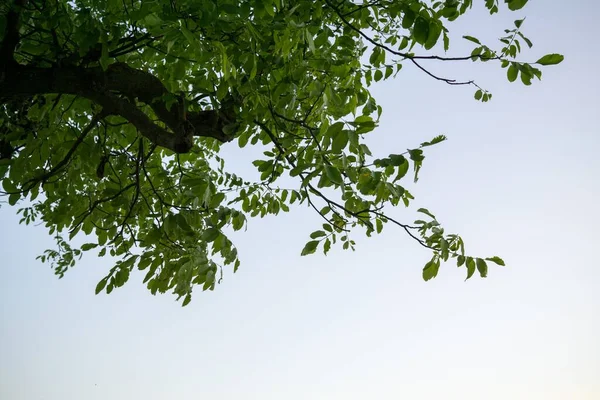 Grüne Blätter Tagesschuss — Stockfoto