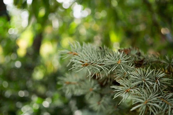 Verde Abeto Árvore Fundo Close — Fotografia de Stock