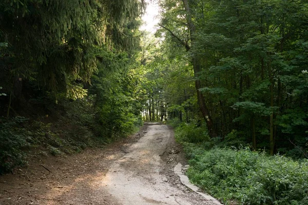 Magische Bomen Paden Het Bos Slowakije — Stockfoto