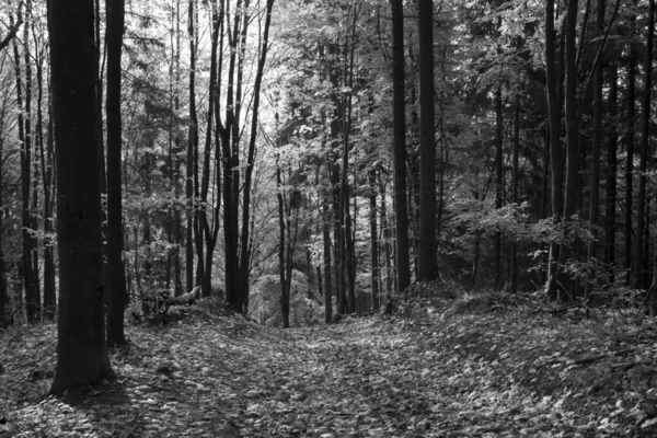 Wald Mit Bäumen Und Grünen Blättern — Stockfoto