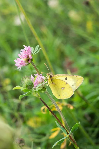 Beautiful Flowers Butterfly Garden Close Shot — Stock Photo, Image