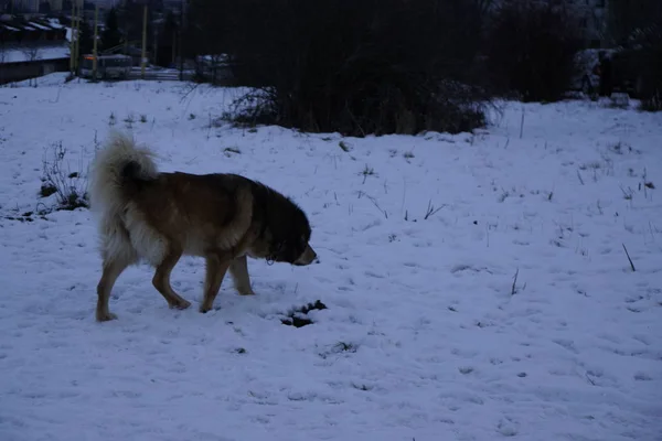 Cão Desfrutando Neve Inverno Eslováquia — Fotografia de Stock