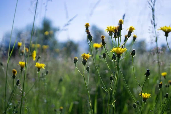 Schöne Blumen Nahaufnahme — Stockfoto