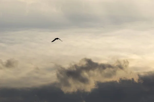 雲と鳥と青い空 — ストック写真