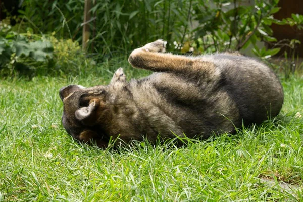 Primer Plano Perro Viejo — Foto de Stock