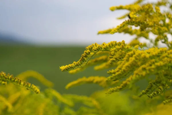 Beautiful Yellow Flowers Natural Background — Stock Photo, Image