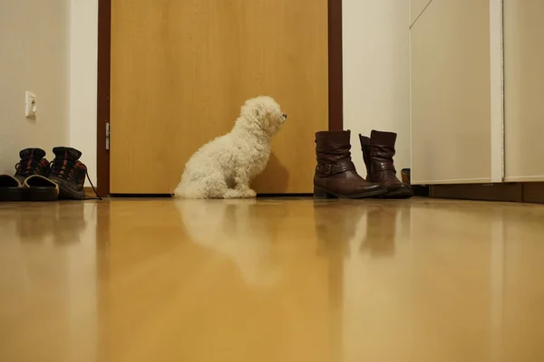 Retrato Perro Pequeño Blanco Casa — Foto de Stock