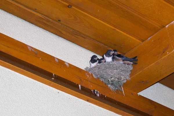 Maison Bois Nid Avec Oiseaux — Photo