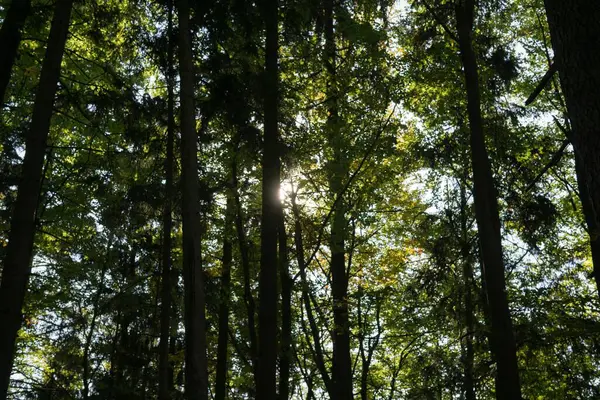 Floresta Com Árvores Folhas Verdes — Fotografia de Stock