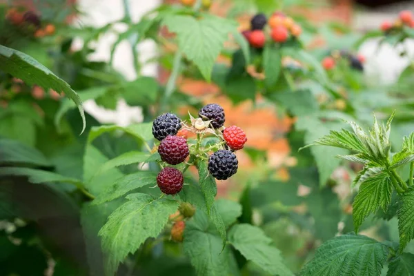 Bär Och Gröna Blad Bakgrunden — Stockfoto