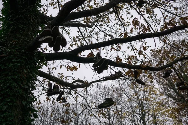 Δέντρο Παπούτσια Στο Πάρκο Στο Παρασκήνιο — Φωτογραφία Αρχείου