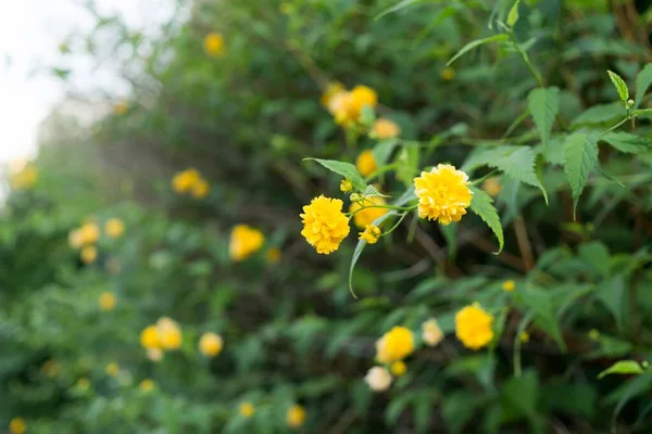 彩色花朵特写镜头 — 图库照片