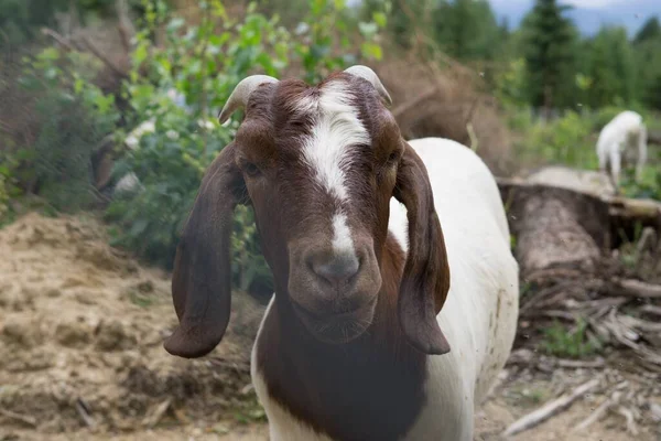 Close Shot Van Geit Boerderij — Stockfoto