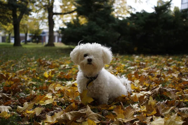 Carino Cane Bianco All Aperto Nel Parco — Foto Stock