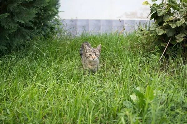 Милий Кіт Відкритий Парку — стокове фото