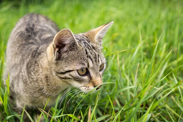 Parktaki Sevimli Kedi — Stok fotoğraf