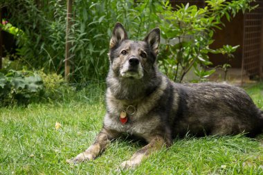 Close up shot of old dog