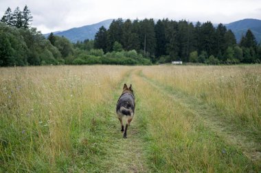 Yeşil çayırda yürüyen köpek.