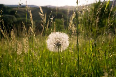 Günbatımında Slovakya 'da güzel bir karahindiba 