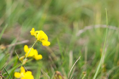 Bahçedeki güzel çiçekler. Yakın çekim.
