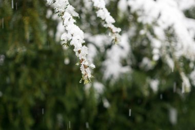 Kış boyunca kar altında doğa. Slovakya