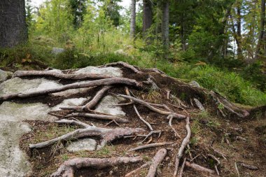 Taşın üzerinde ağaç kökleri var. Slovakya