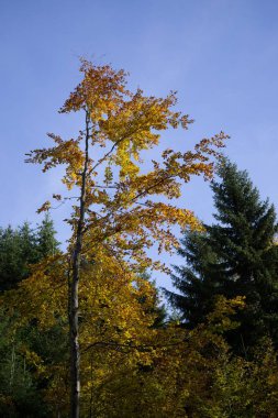 Arka planda ağaçlar olan güzel bir manzara