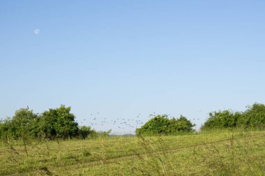 Yeşil dağ çayırı manzarası