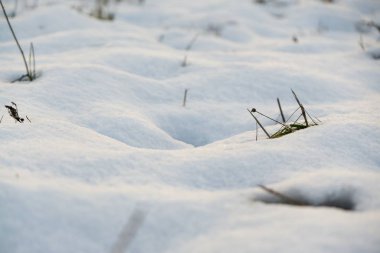 Kış boyunca kar altında doğa. Slovakya