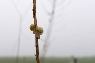Arka planda salyangoz hayvanı. Slovakya