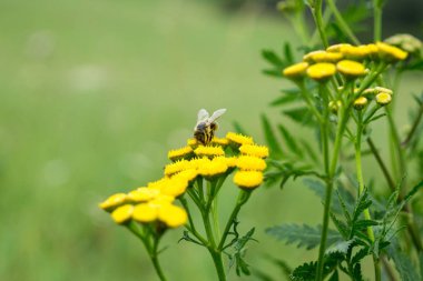 Doğal arka planda güzel çiçekler ve arı