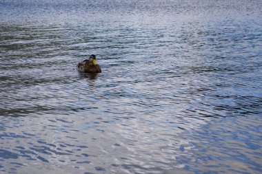 Ördek kuşu gölün arkasında
