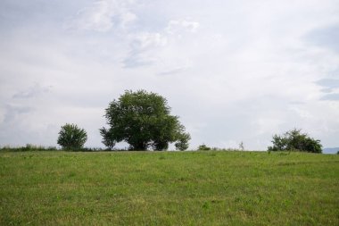 Yeşil dağ çayırı manzarası