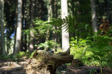 Güneşli bir günde dağ ormanı
