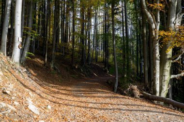 Ağaçlı ve yeşil yapraklı orman