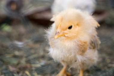 Arka planda şirin bir tavuk