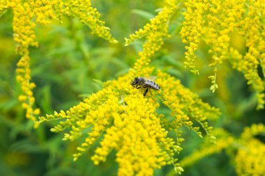 Çiçeklerdeki arı. Yakın çekim.