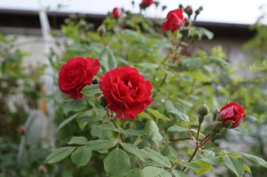 Slovakya 'daki güzel güller arka planda, kapat