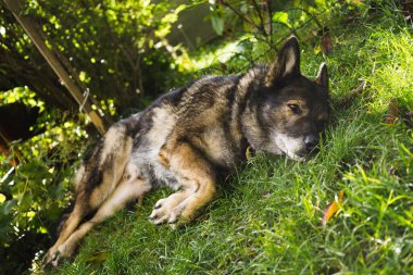 Yeşil çimenli köpek