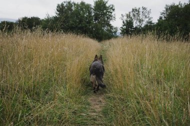 Yeşil çayırda yürüyen köpek.