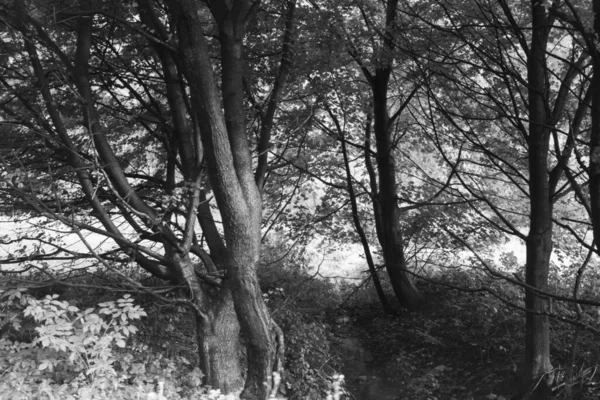 Arbres Magiques Sentiers Dans Forêt Slovaquie — Photo