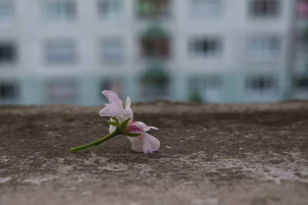 Asfalt Yüzeyinde Pembe Çiçek Yakın Plan — Stok fotoğraf