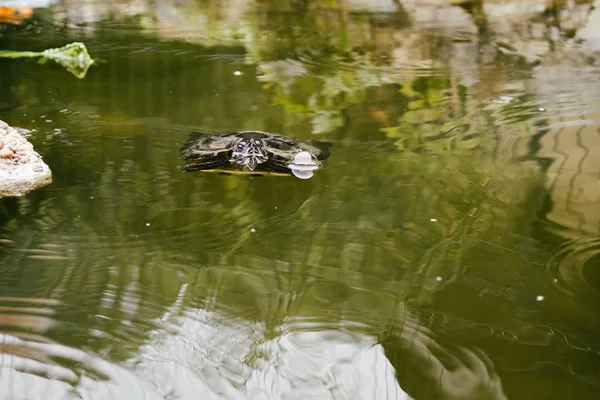 Маленька Черепаха Озеро Фоні — стокове фото