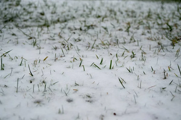 Natureza Sob Neve Durante Inverno Eslováquia — Fotografia de Stock