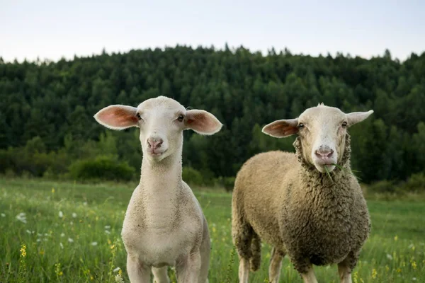 Schapen Grazen Groene Weide — Stockfoto