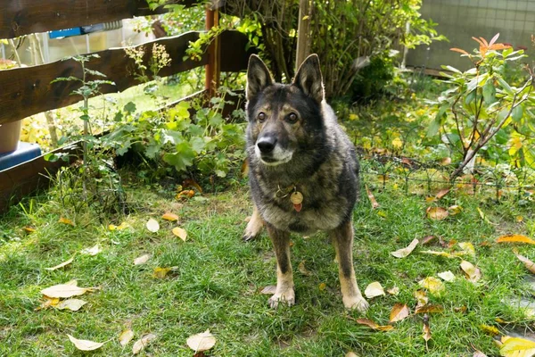 Gros Plan Vieux Chien Avec Jouet — Photo