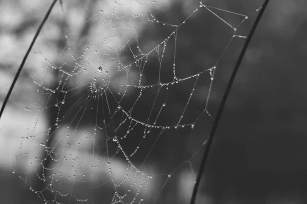 Toile Araignée Sur Fond Gros Plan — Photo