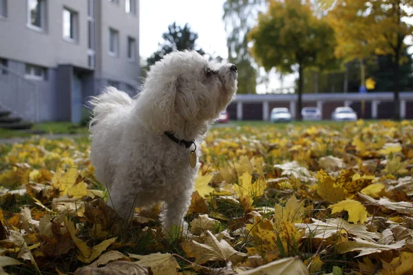 秋天的叶子在绿草上 斯洛伐克 — 图库照片