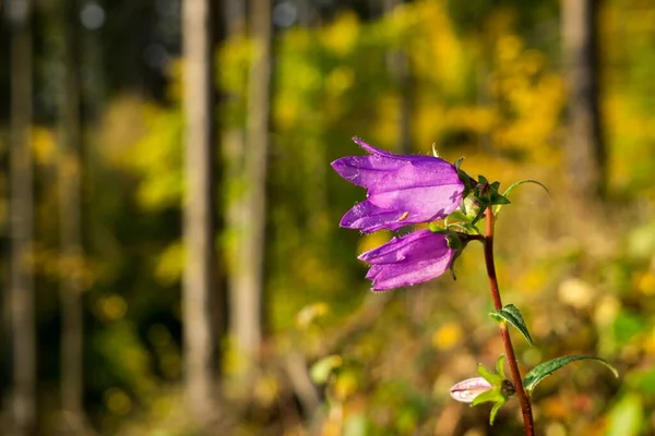 Όμορφα Λουλούδια Στο Δάσος Κοντινό Πλάνο — Φωτογραφία Αρχείου